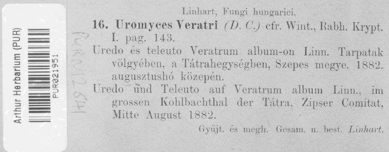 Uromyces veratri image
