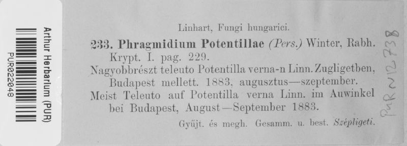 Phragmidium potentillae image
