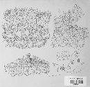 Coleosporium tussilaginis image