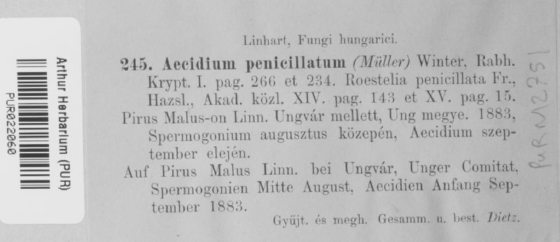 Aecidium penicillatum image