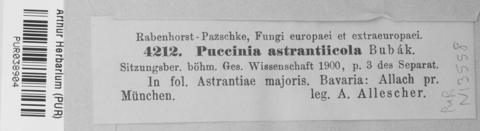 Puccinia astrantiicola image