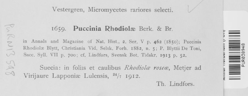 Puccinia umbilici image