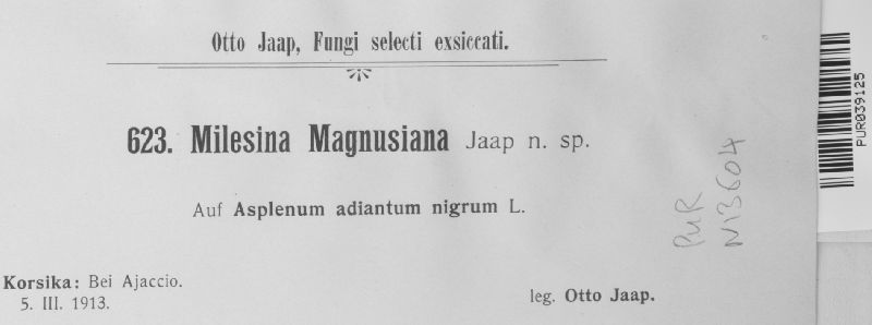 Milesina magnusiana image