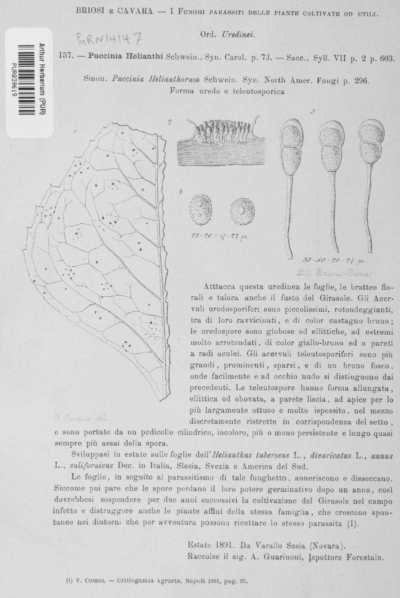 Puccinia helianthorum image