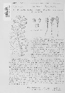 Puccinia hieracii image
