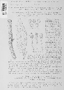 Uromyces viciae-fabae var. viciae-fabae image