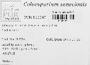 Coleosporium tussilaginis image