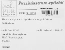 Pucciniastrum epilobii image