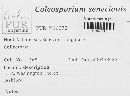 Coleosporium tussilaginis image
