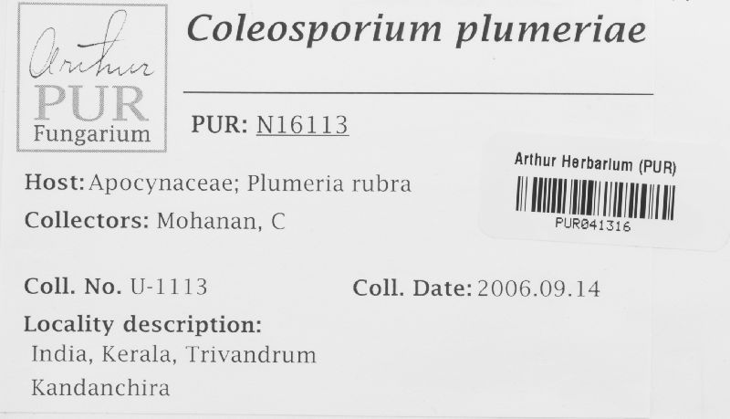Coleosporium plumeriae image