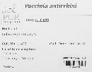 Puccinia antirrhini image