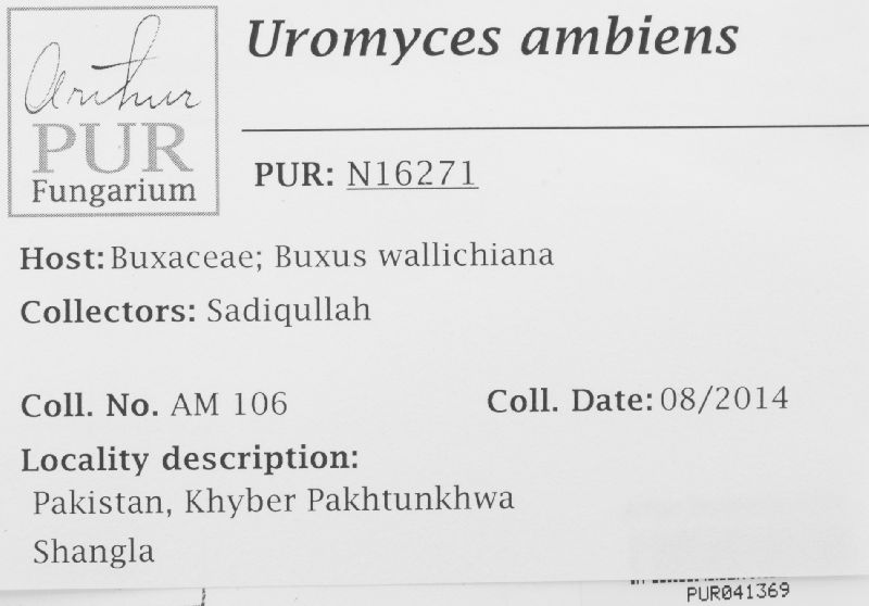 Uromyces ambiens image