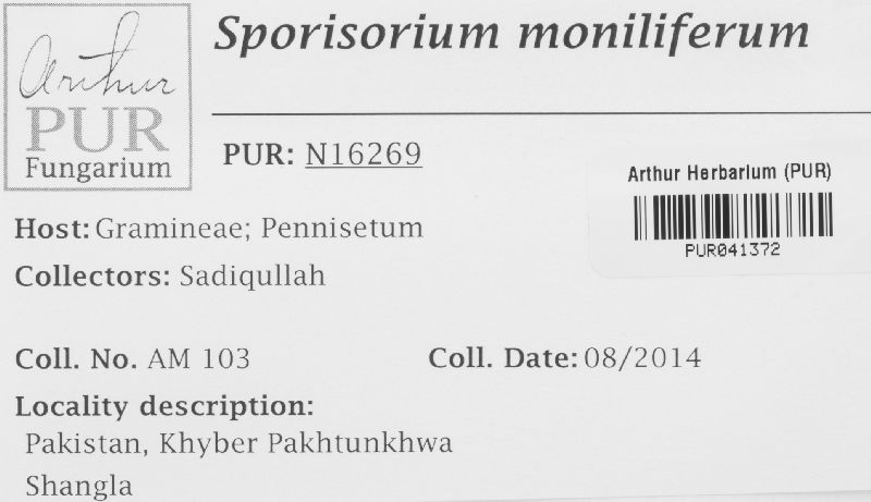 Sporisorium moniliferum image