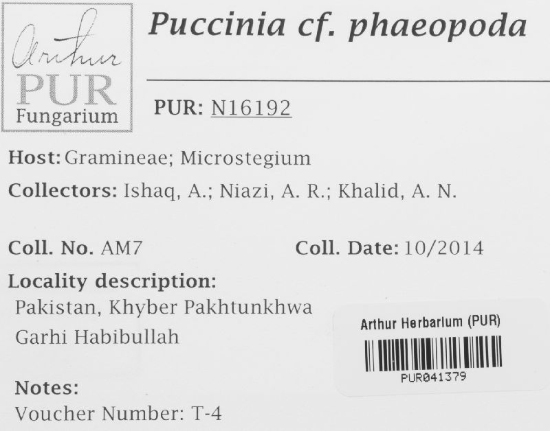 Puccinia phaeopoda image