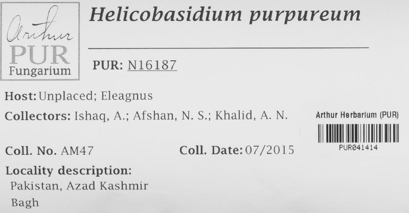 Helicobasidium purpureum image