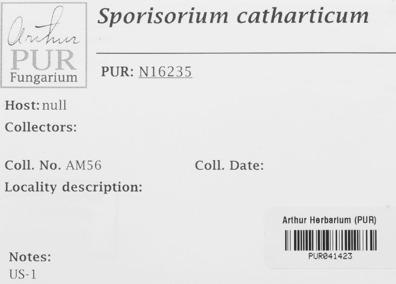 Sporisorium catharticum image