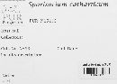 Image of Sporisorium catharticum
