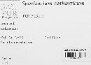 Sporisorium catharticum image