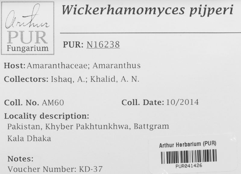 Wickerhamomyces pijperi image