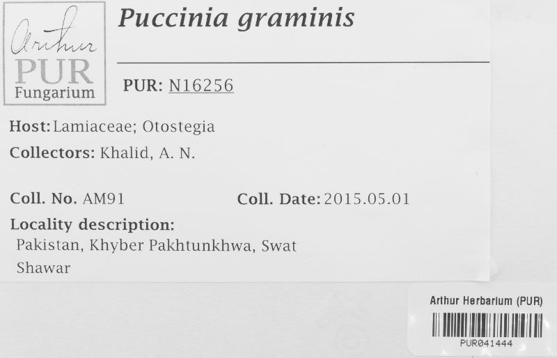 Puccinia graminis image
