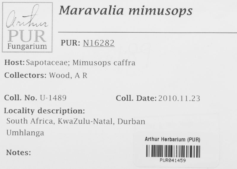 Maravalia mimusops image