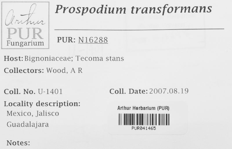 Prospodium transformans image