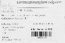 Gymnosporangium exiguum image