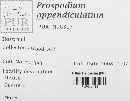 Prospodium appendiculatum image