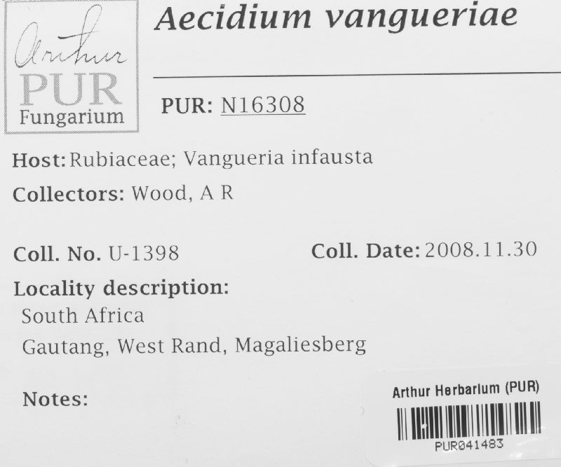 Aecidium vangueriae image