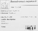 Baeodromus eupatorii image