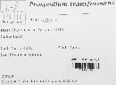 Prospodium transformans image