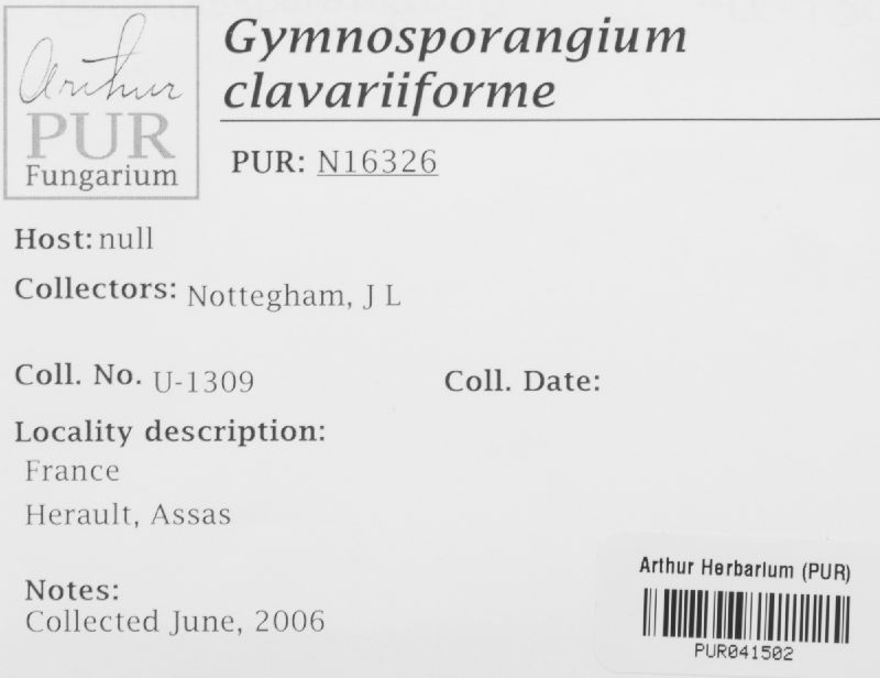 Gymnosporangium clavariiforme image