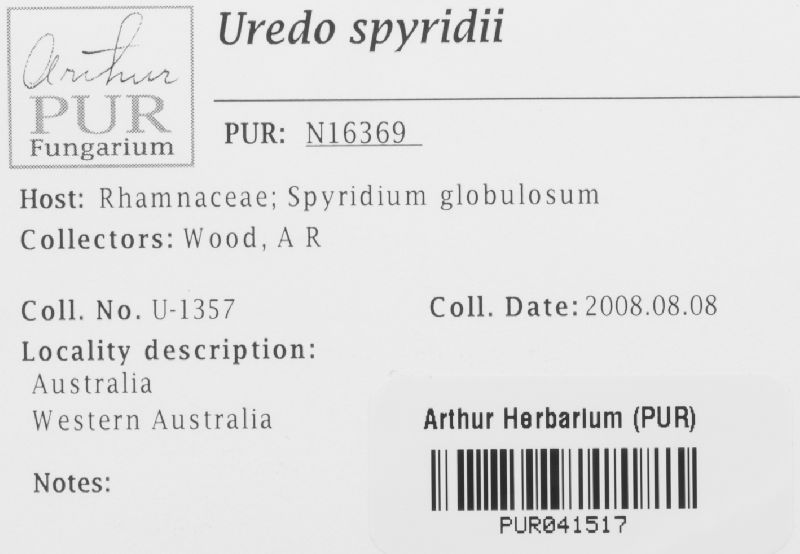 Uredo spyridii image