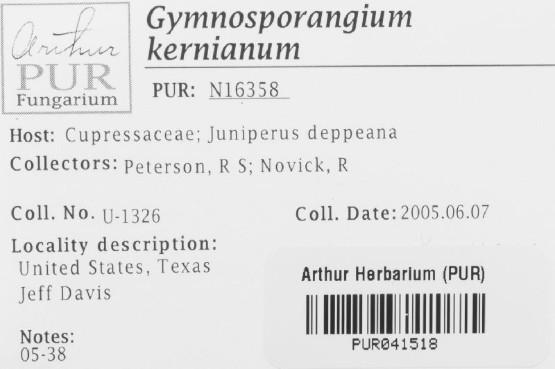 Gymnosporangium kernianum image