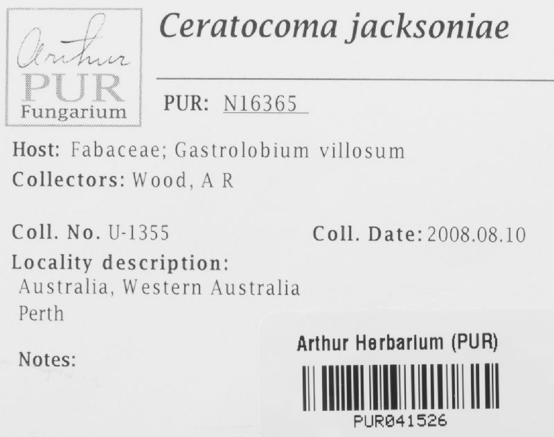 Ceratocoma jacksoniae image