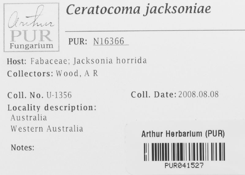 Ceratocoma jacksoniae image