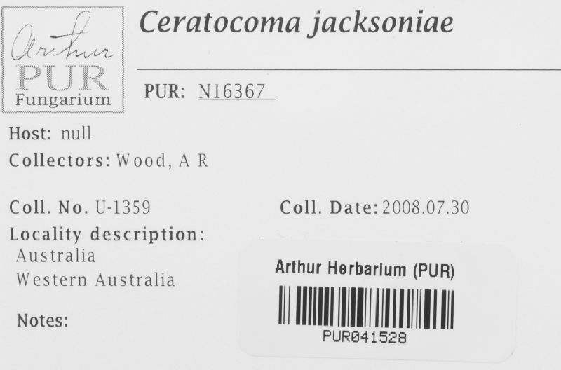 Ceratocoma jacksoniae image