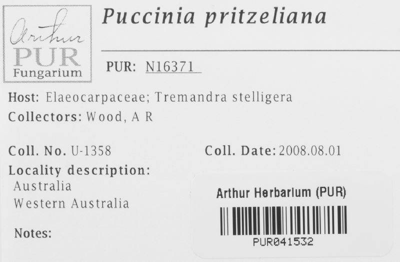 Puccinia pritzeliana image