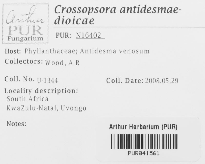 Crossopsora antidesmae-dioicae image