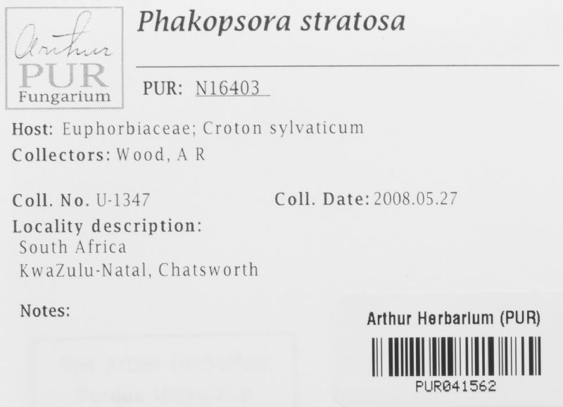 Phakopsora stratosa image
