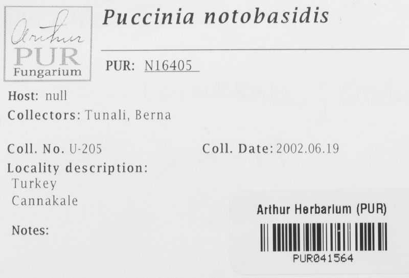 Puccinia notobasidis image
