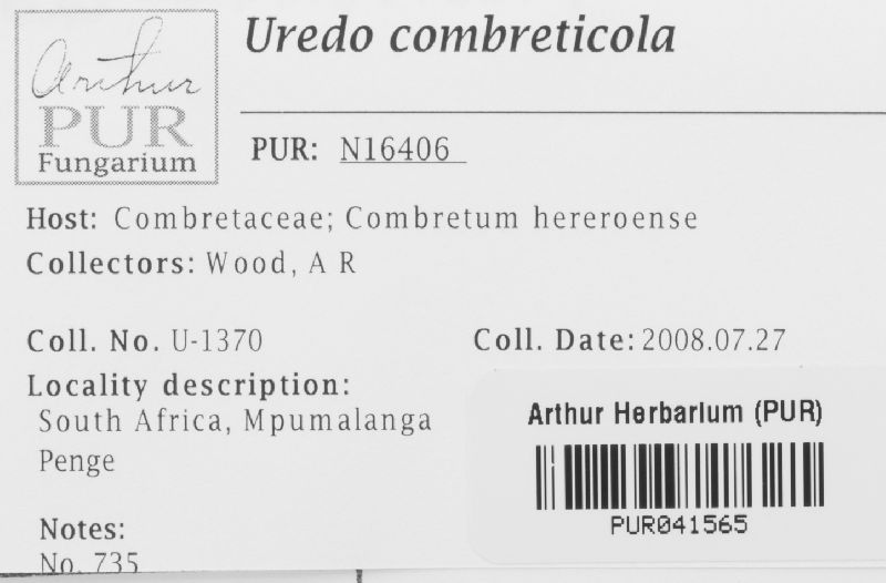 Uredo combreticola image