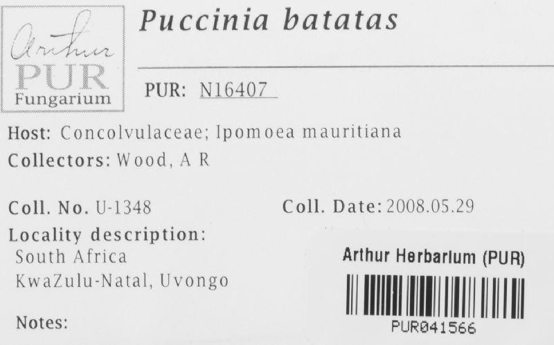 Puccinia batatas image