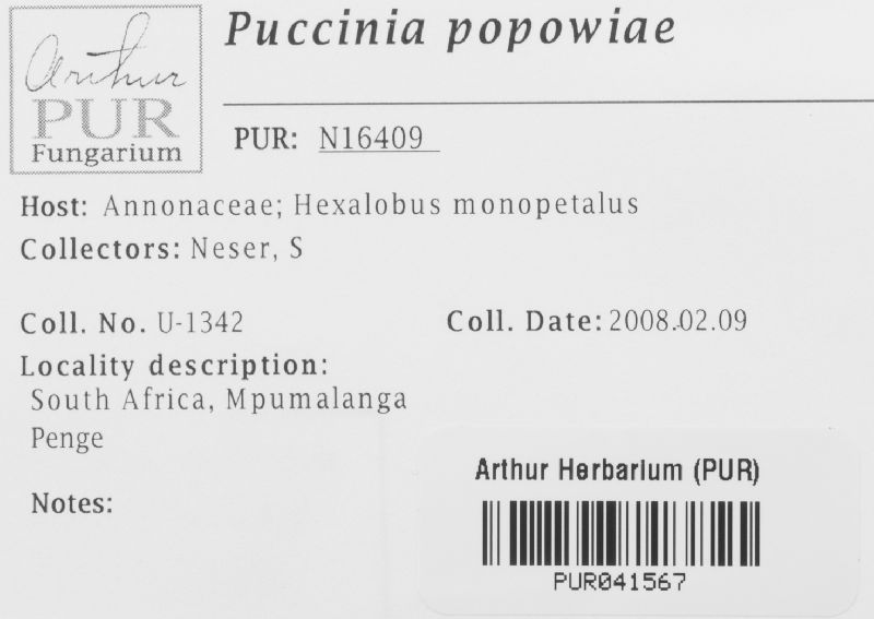 Puccinia popowiae image