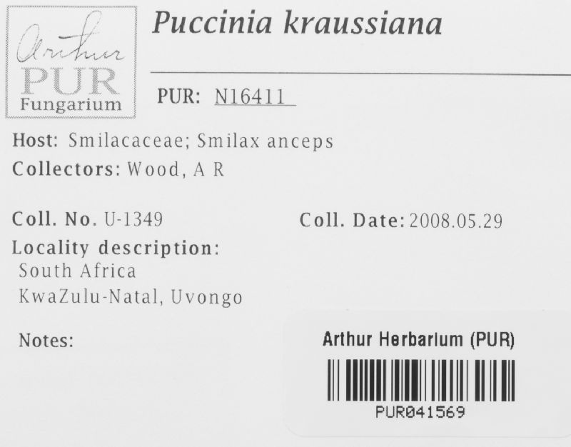 Puccinia kraussiana image