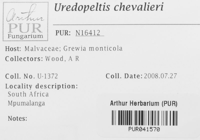 Uredopeltis chevalieri image