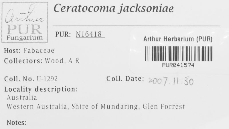 Ceratocoma jacksoniae image