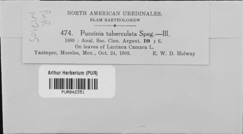 Puccinia tuberculata image