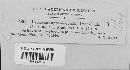 Uromyces appendiculatus image