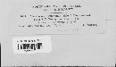 Coleosporium asterum image